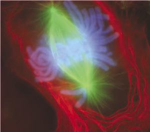 Ранняя анафаза митоза в клетке почки тритона (световой микроскоп, иммунофлюоресценция). Микротрубочки зелёные, хромосомы голубые.